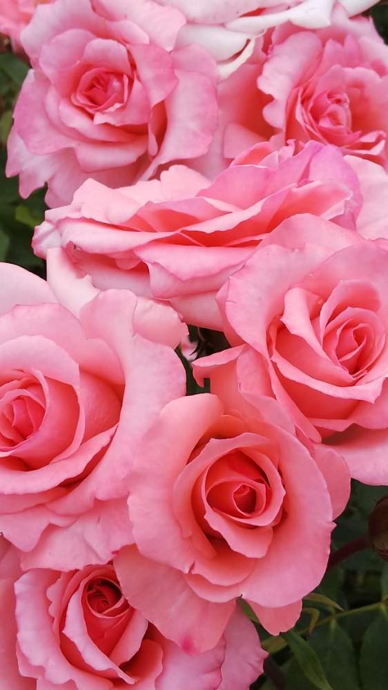 お出かけ先の画像 by kasumiさん | お出かけ先と薔薇とプリンセス・アイコとバラ プリンセスアイコとピンク!ピンク!ピンク!とピンク❤︎ピンクと美しいとピンクと花のある暮らしとかわいいとかわいいな♡