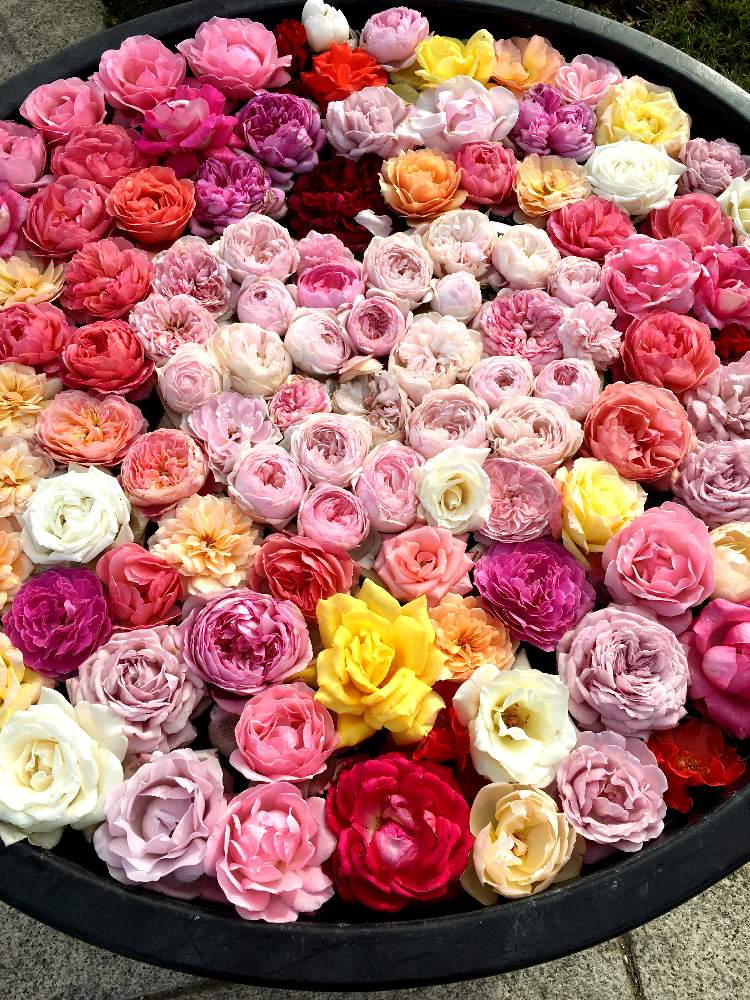 お出かけ先の画像 by かよさん | お出かけ先と薔薇と植物からパワー❣️とスマホ撮影とキュンキュン乙女倶楽部と癒しと華やかと薔薇園とGSのみなさんに感謝♡と植中毒と和むと花のある暮らしとお散歩