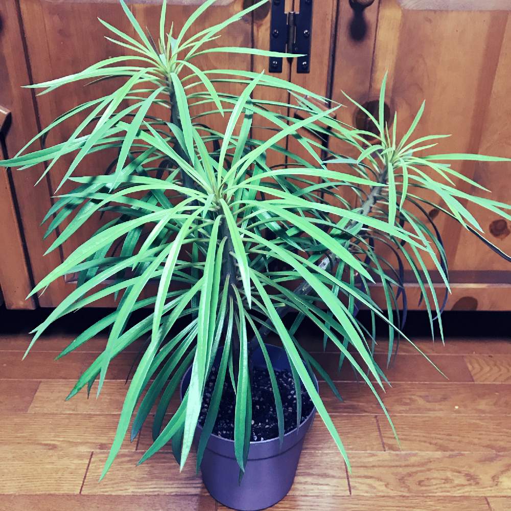 部屋の画像 by greengreenstarさん | 部屋とモンキーツリーと多肉植物と室内越冬とジャングル化計画とみどりのある暮らしとクレイニア属とセレシオクレイニア