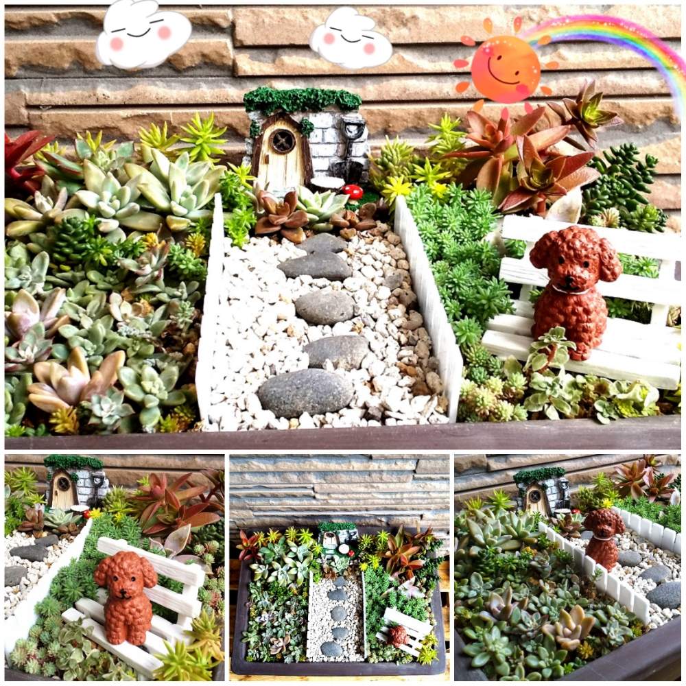 エントランスの画像 by とこさん | エントランスと多肉植物と箱庭作りと多肉箱庭と盆栽鉢と寄せ植えと多肉植物のある暮らしと多肉アートと可愛い多肉ちゃん❤︎と紅葉(こうよう)と多肉女子とタニラーと花のある暮らしとかわいいな♡とGREEN UP!