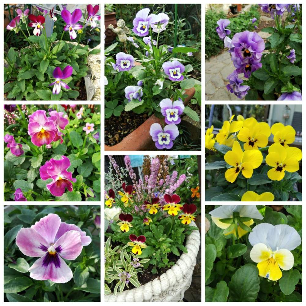 小さな庭の画像 by メリーさん | 小さな庭とビオラの季節と鉢植えと小さい花壇と花のある暮らしと狭い花壇と地植え