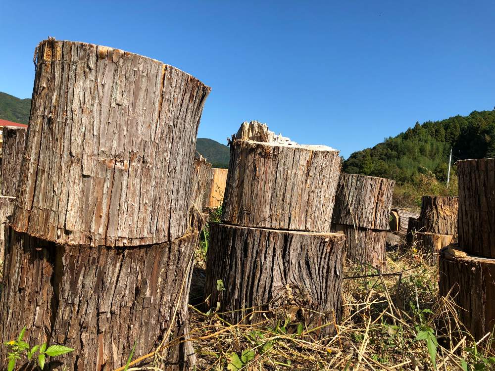 お出かけ先の画像 by はちわれさん | お出かけ先とお出かけと自然と2019年 秋と高知県と景色と良い天気と薪ストーブ