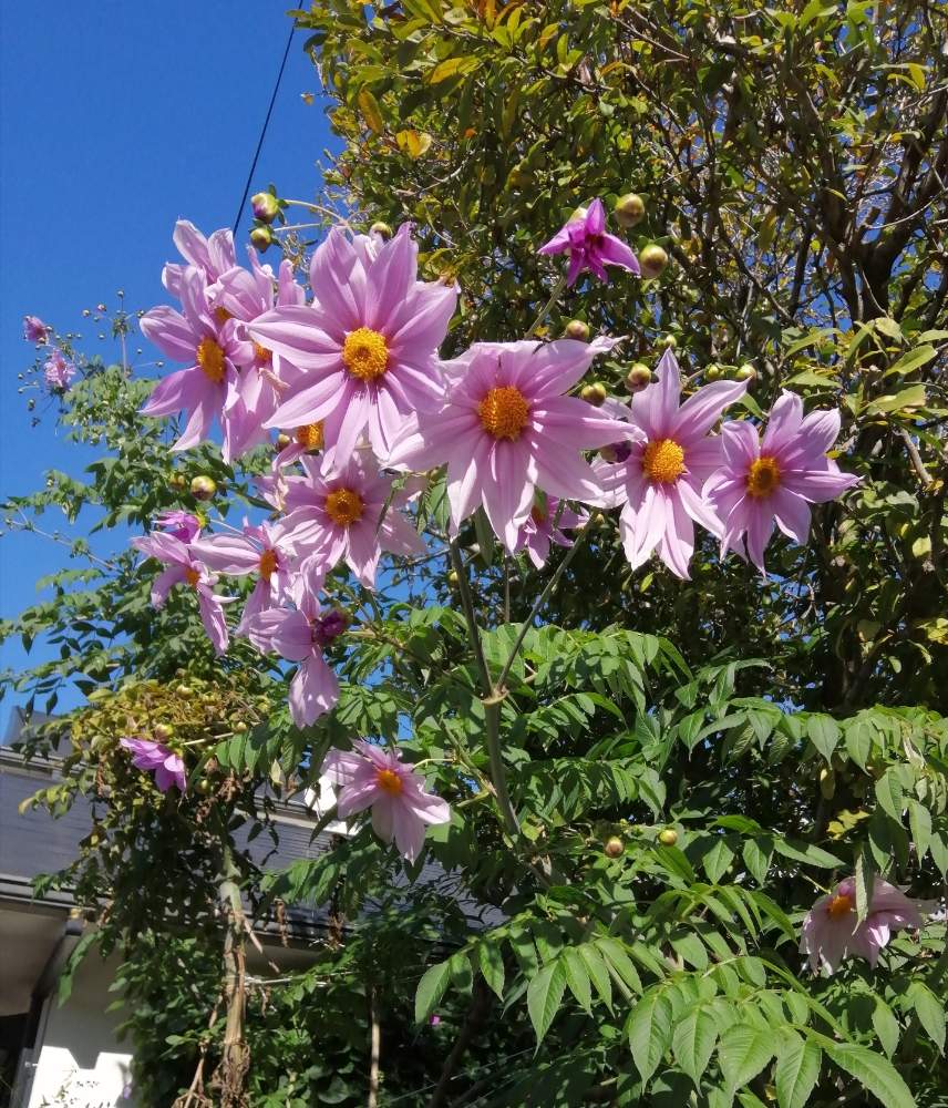 お出かけ先の画像 by erinさん | お出かけ先と皇帝ダリアとピンクの花と花のある暮らしと通りすがりと皇帝ダリア。