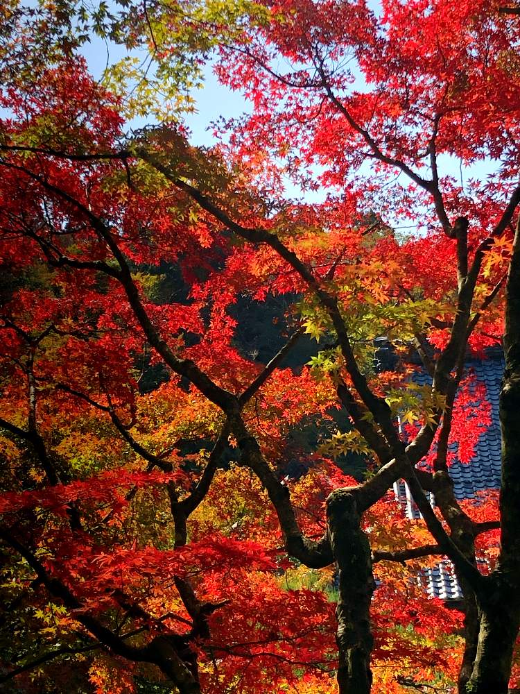 の画像 by 世津ちゃんさん | ドライブと湖東三山 紅葉