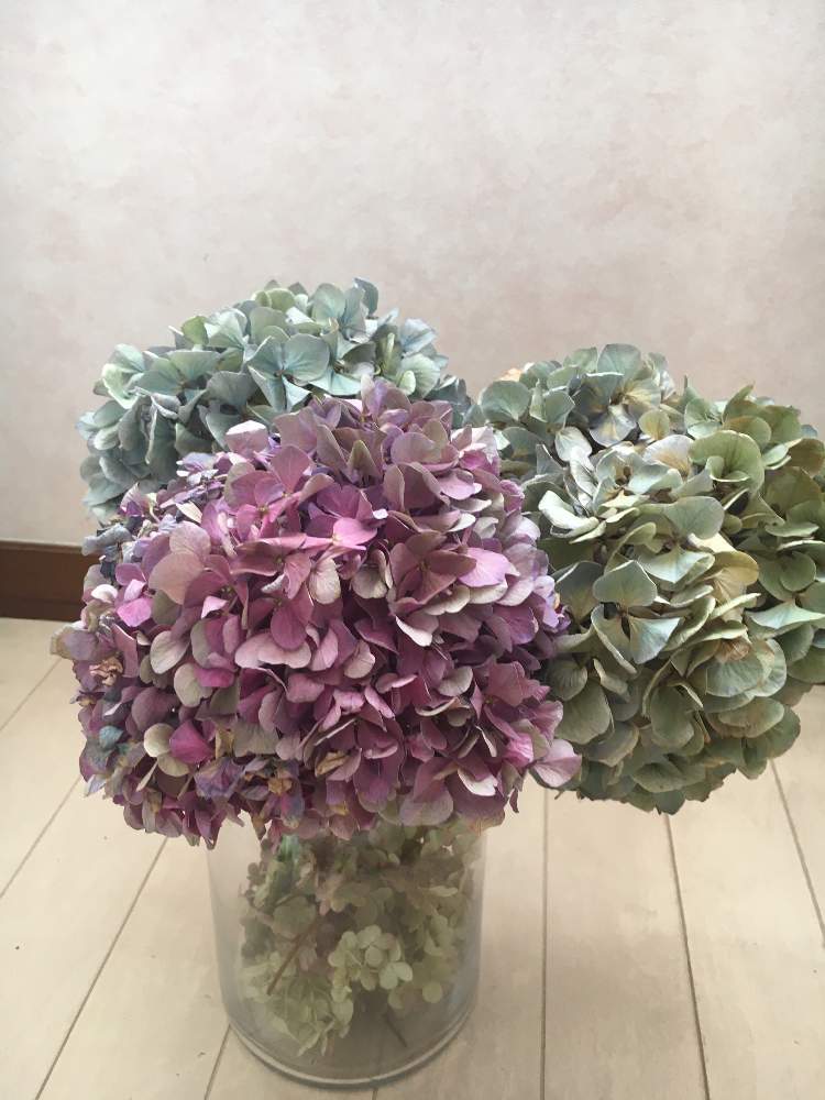 インテリアの画像 by ろこたろさん | インテリアと紫陽花 アジサイ あじさいと花のある暮らしとあじさい大好きと晩秋のリビングフラワーフォトコンテスト