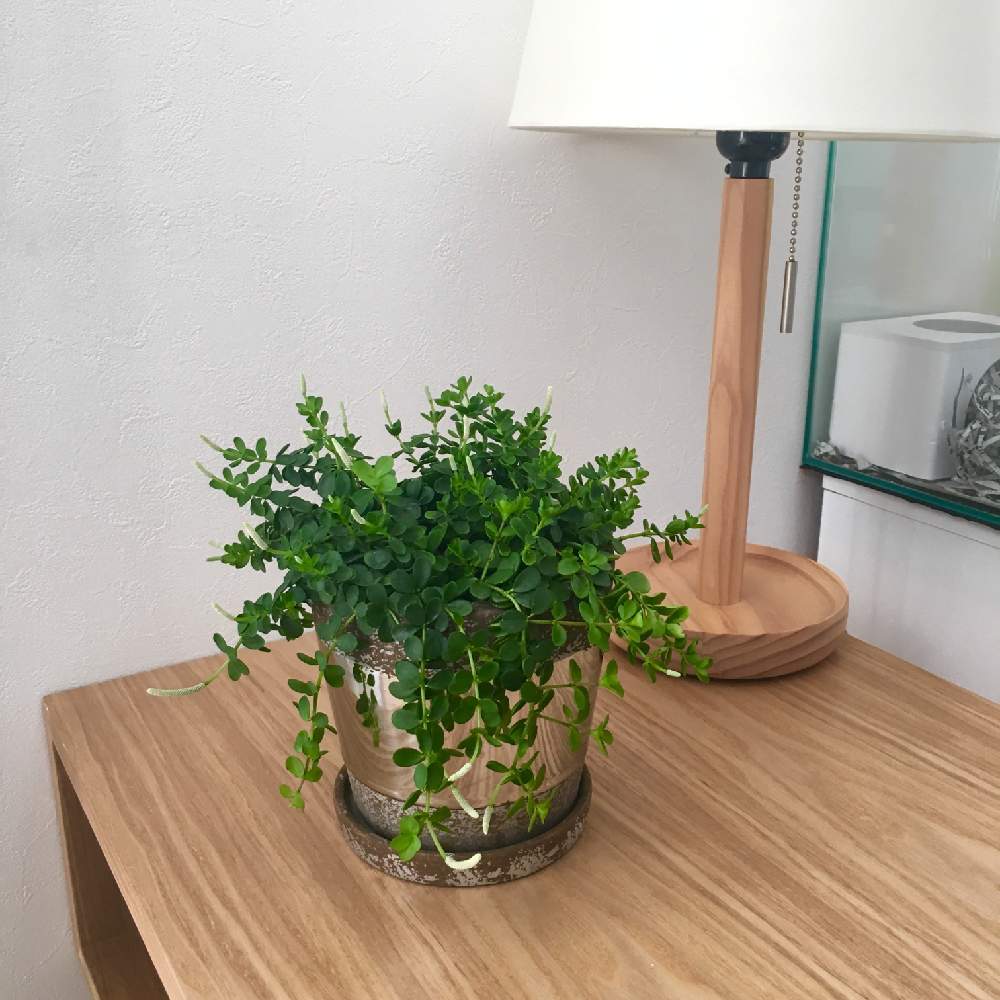 部屋の画像 by 美月さん | 部屋とペペロミアイザベラと観葉植物とガーデニングとペペロミア属