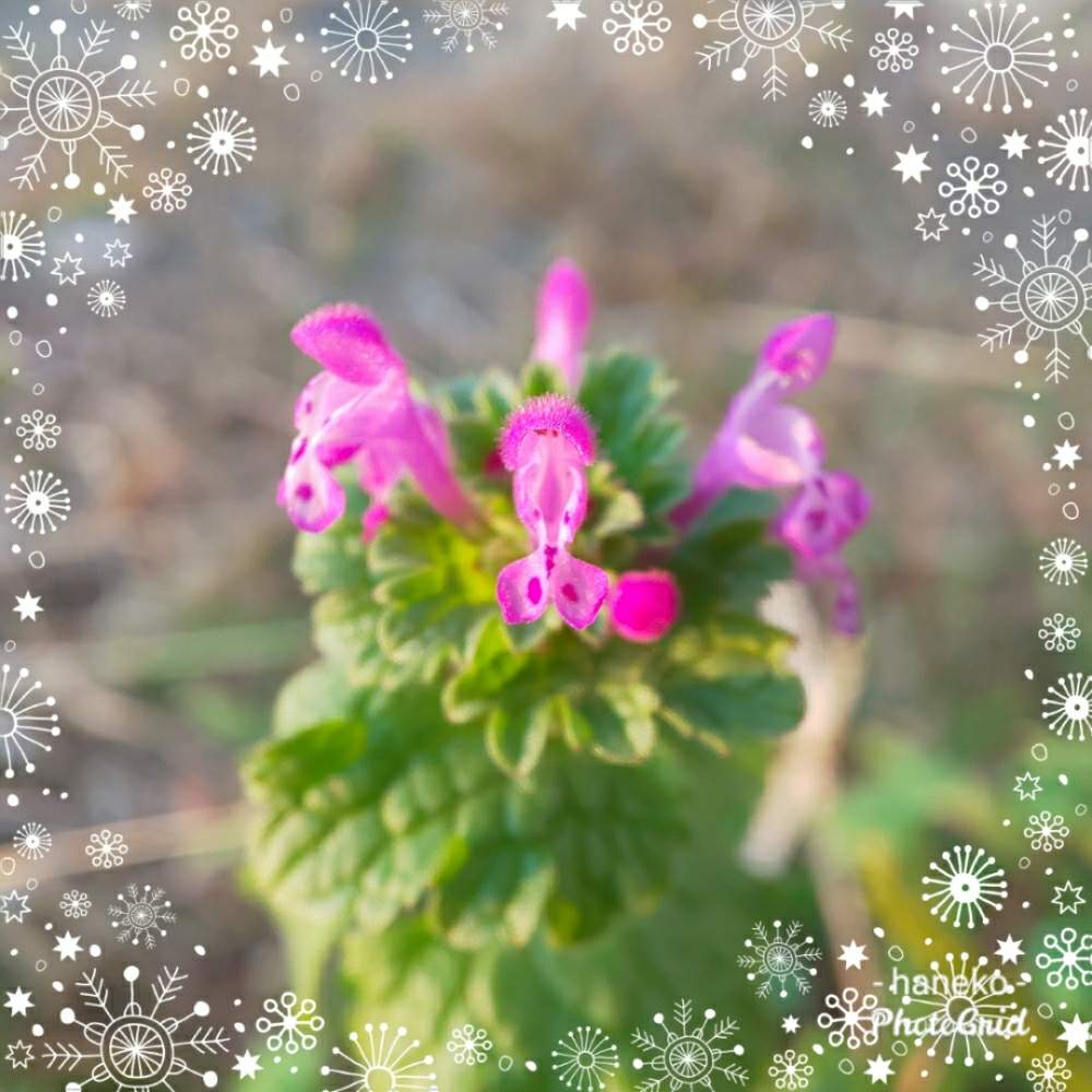 畑の画像 by はねこさん | 畑とホトケノザと小花が集まったお花とピンクのお花と花のある暮らしと可愛いらしいお花と野の花も大好き