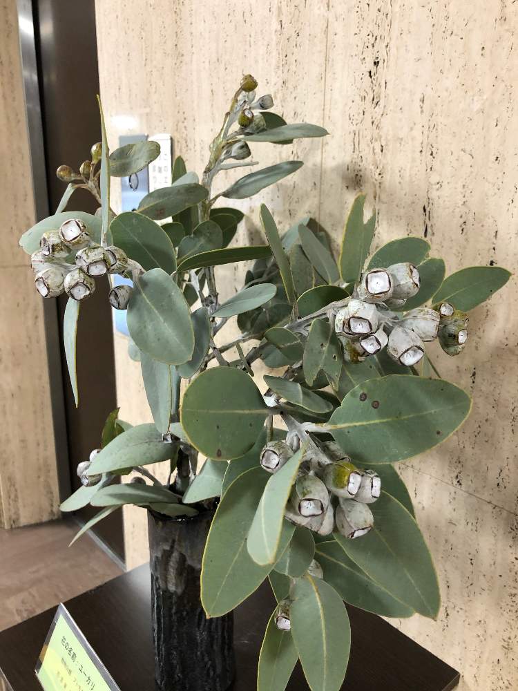 お出かけ先の画像 by Toshiyuki Takeshimaさん | お出かけ先とユーカリテトラゴナと実のなる植物と今日の一枚と興味津々