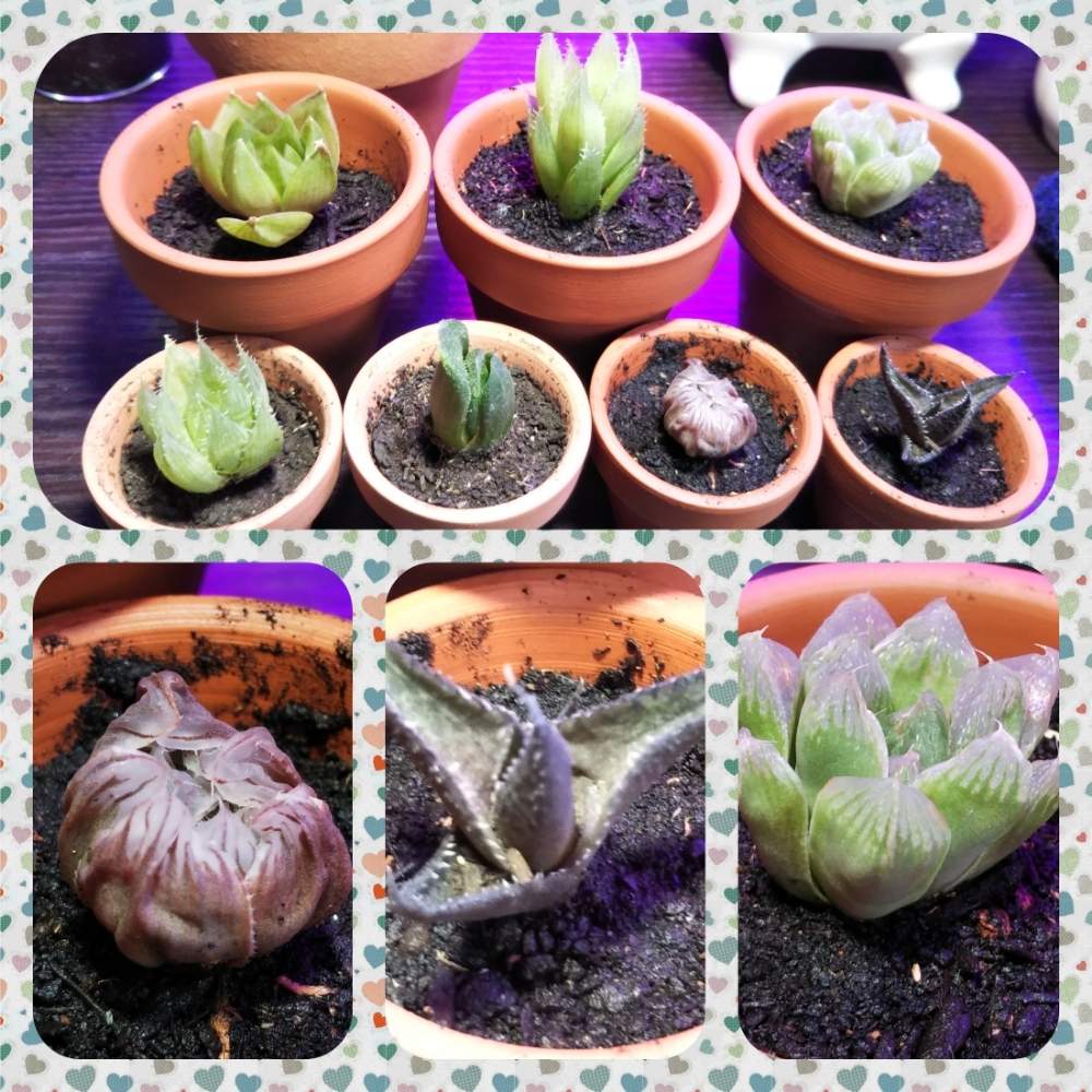 部屋の画像 by 葉民さん | 部屋と多肉植物と植物育成ライトとハオルチア属と多肉植物の育成と植え替えと植中毒と新プロジェクトと多肉種と自作用土