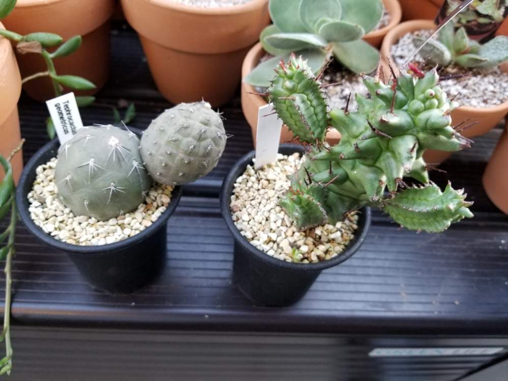 バルコニー/ベランダの画像 by Šinさん | バルコニー/ベランダとTephrocactus geometricusとEuphorbia horrida f. monst.とOthonna clavifolia.