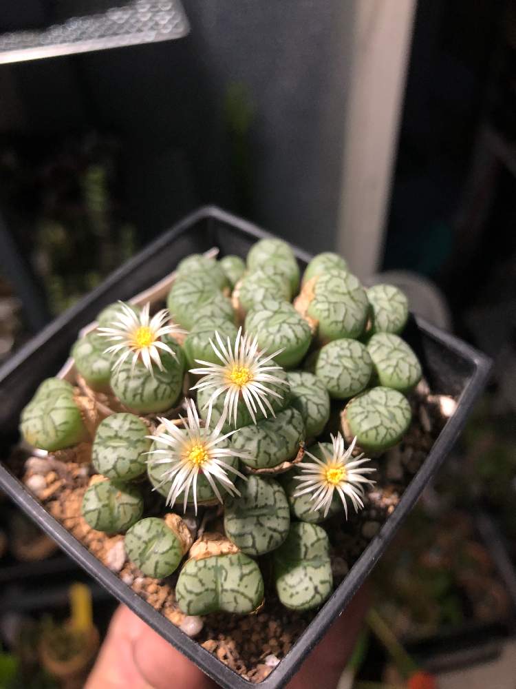 エクステリアの画像 by cphzさん | エクステリアとConophytum scitulumと清姫と多肉植物とメセンと咲いた!とコノフィツム属