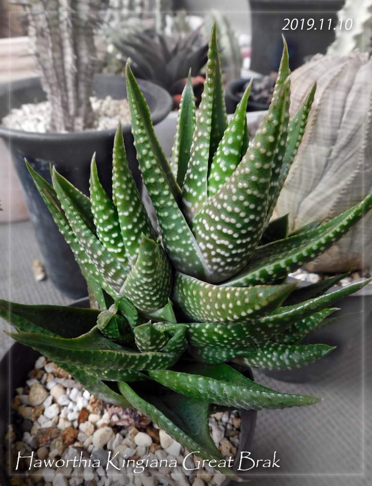 バルコニー/ベランダの画像 by KUROKUROさん | バルコニー/ベランダとキンギアナとハオルチア キンギアナと多肉植物と硬葉ハオルチアとハオルチア属とハオルチア・キンギアナと成長記録と珍奇植物とビザールプランツ