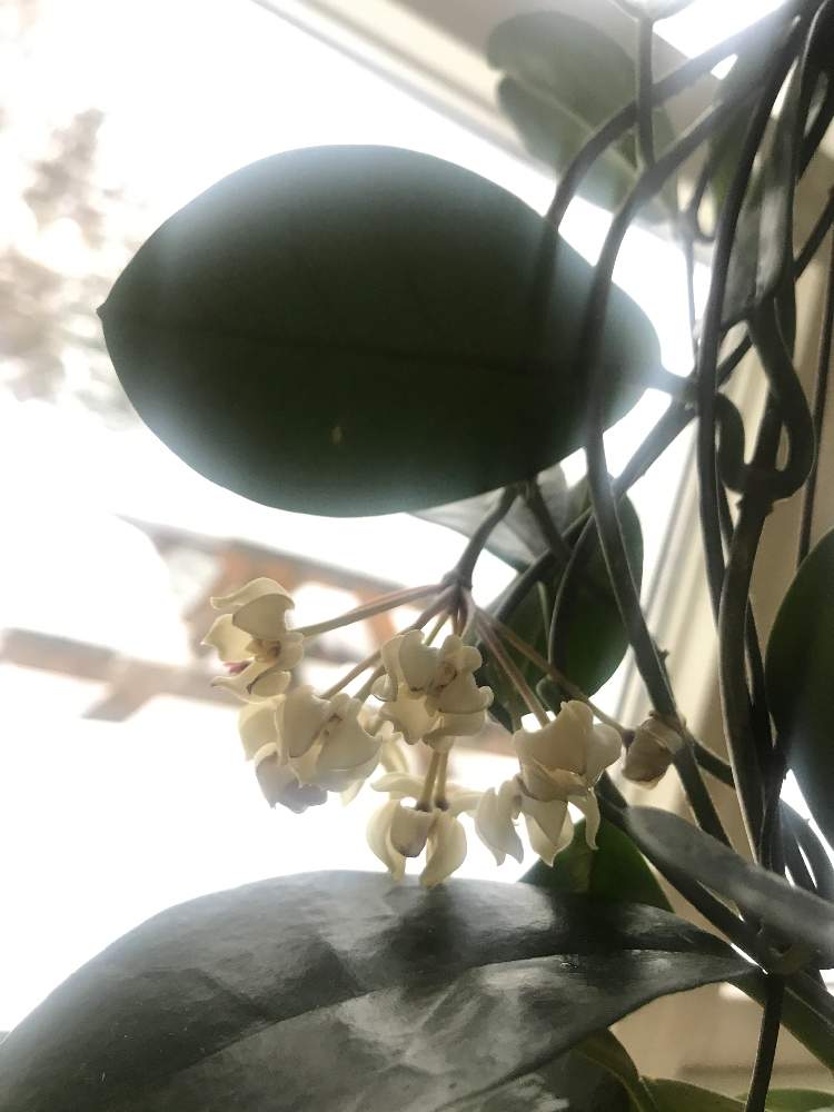 窓辺の画像 by 無芸が芸さん | 窓辺とホヤ・アウストラリスとホヤの花とno green no lifeと植中毒とホヤと小さな花とインテリアグリーン