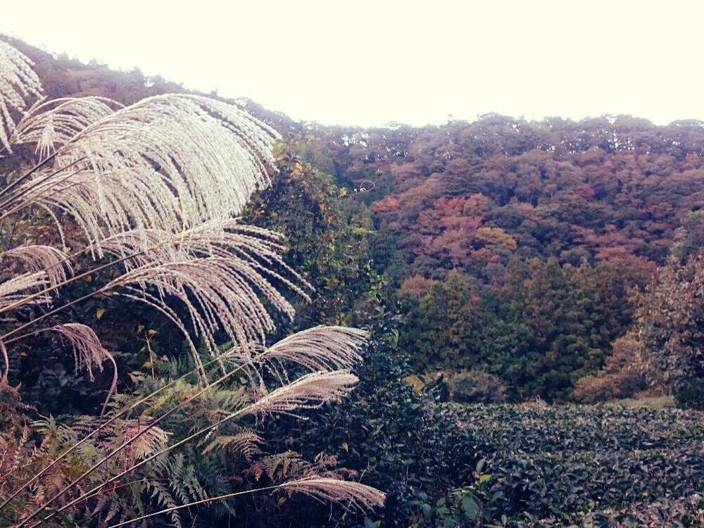 広い庭の画像 by leeさん | 広い庭とススキと茶畑の風景と茶畑とボタニカルライフとGS日和とno green no lifeと植中毒と秋の気配と秋色と稜線と秋らしくとほったらかしガーデンと風景とGREEN UP!と山の庭で