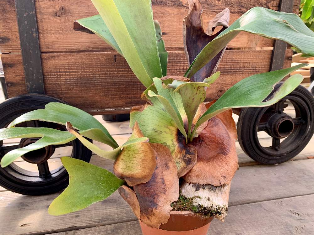 インテリアの画像 by Flower Villageさん | インテリアと着生植物とボタニカルと コウモリラン とボタニカルライフとイベントと ビカクシダとオシャレと鷺沼とフラワービレッジとビカクシダ・エリシーと珍奇植物とflowervillageとビカクシダ属と葉っぱアートとベランダーとbotanical market鷺沼とワークショップ とビザールプランツとファーマーズマーケットとコウモリラン 鉢植え