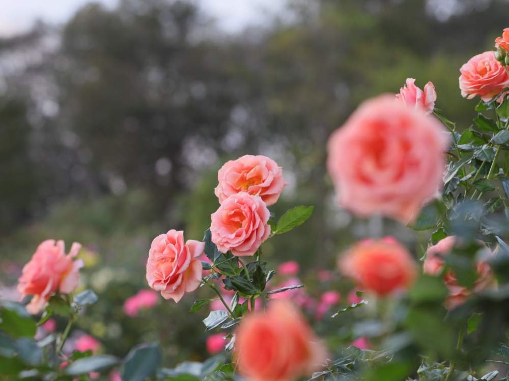 お出かけ先の画像 by quattroさん | お出かけ先と秋バラとバラ園とバラ特集とばら バラ 薔薇とお写んぽとお写ん歩と花のある暮らしと薔薇♪とバラ・ミニバラとGREEN UP!とプラスチックスマート