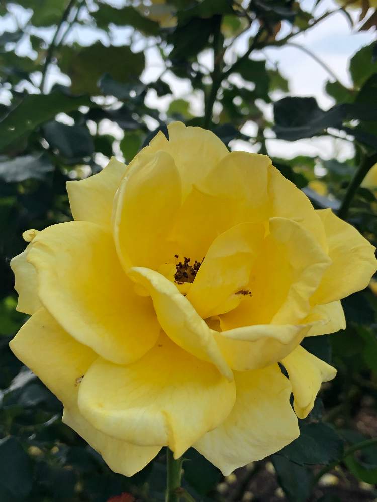 お出かけ先の画像 by ✧みか✧さん | お出かけ先と可愛い花と薔薇園と綺麗な色の花と散歩と植物園と綺麗な花と大好きな花と花のある暮らしと季節と薔薇の花