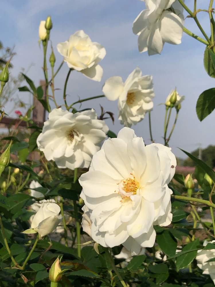 お出かけ先の画像 by ✧みか✧さん | お出かけ先と可愛い花と公園と薔薇園と綺麗な色の花と散歩と植物園と綺麗な花と大好きな花と花のある暮らしと季節と薔薇の花