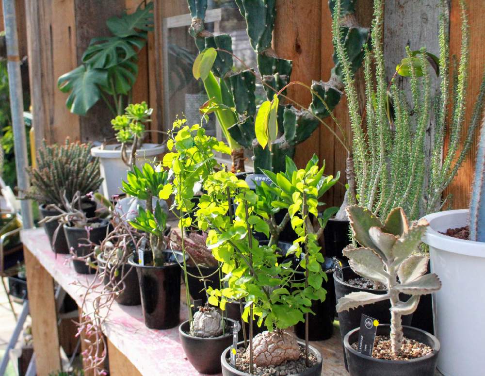 エントランスの画像 by makkyさん | エントランスと多肉植物とleaf+ 入荷情報と庭のある花屋と観葉植物と植物のある暮らしとグリーンのある暮らしとleaf+とleaf+ 商品情報とリーフプラスと多肉植物のある暮らしと塊根植物と広島と珍奇植物とgreenとビザールプランツ