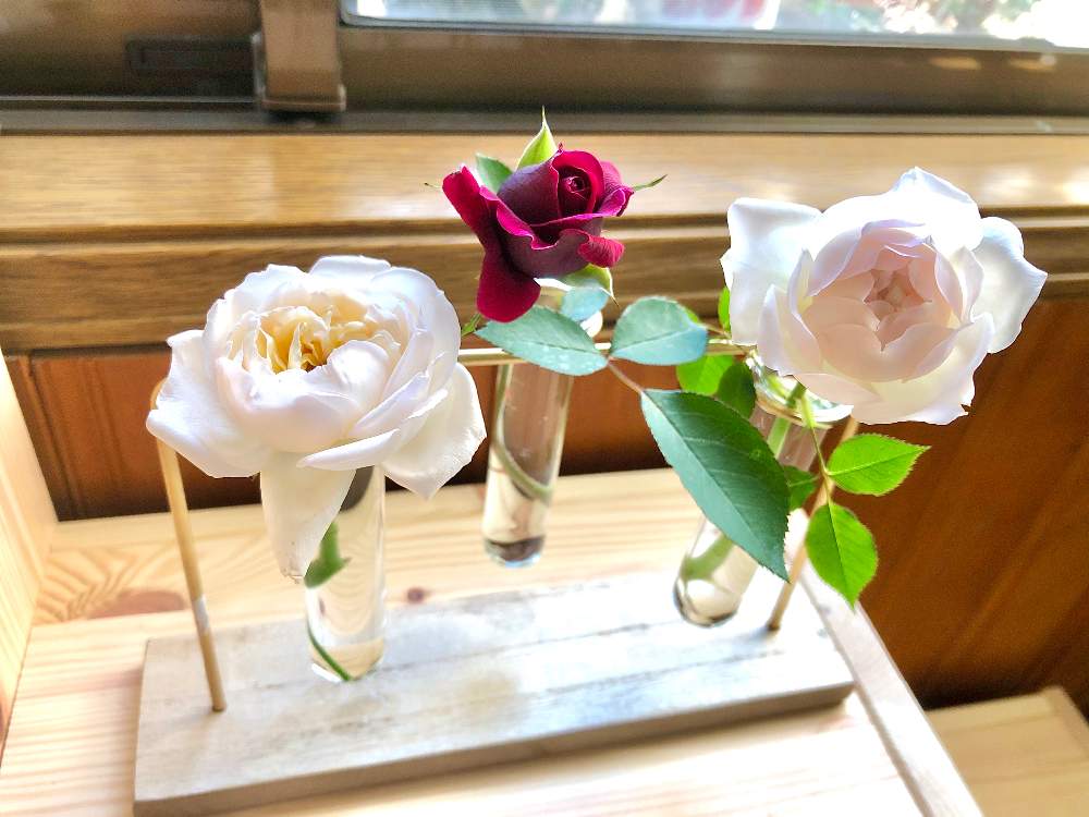 窓辺の画像 by wakoさん | 窓辺とバラと薔薇とオデュッセイアと薫乃とシュクレと薔薇愛同盟と香りのいいお花と河本ローズと花のある暮らしとロサオリエンティスとバラ・ミニバラとやっぱり花が好き♡と香りのバラとWEEKEND FLOWERと晩秋のリビングフラワーフォトコンテスト