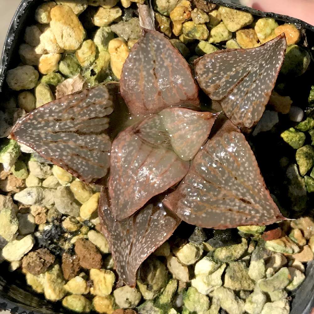 バルコニー/ベランダの画像 by たねさん | バルコニー/ベランダとハオルチア ピンクレディとHaworthia 'Pink Lady'と多肉植物と福岡とハオルチア属とHaworthia:ハオルチア/ハオルシアとたねんちのハオ
