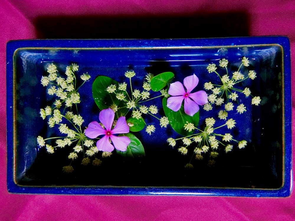 キッチンの画像 by (´༎ຶོρ༎ຶོ`)さん | キッチンとボタンボウフウと長命草(サクナ)の花と久米島とピンク❤︎ピンクとGS映えとGS日和と植中毒と鮮やか と花のある暮らし