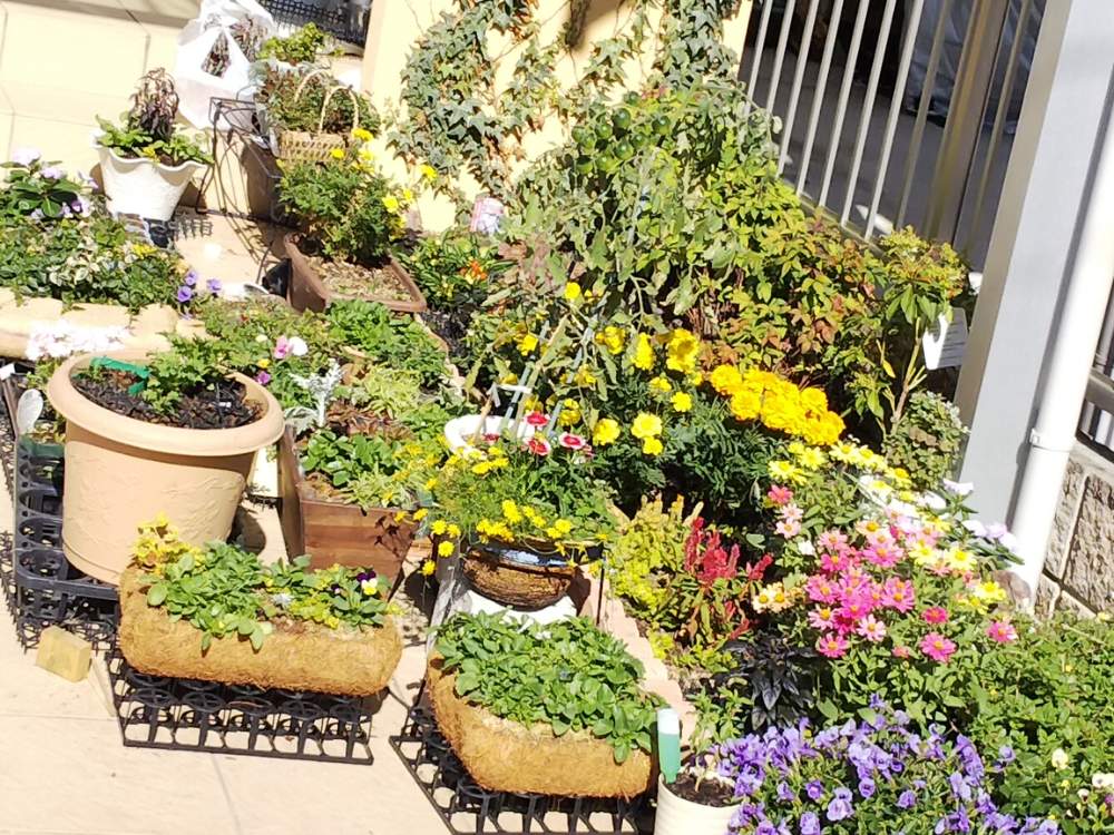 アプローチの画像 by オリカナさん | アプローチとプランターと寄せ植えと手作り鉢 寄せ植えと小さな花壇と鉢植えと花のある暮らし