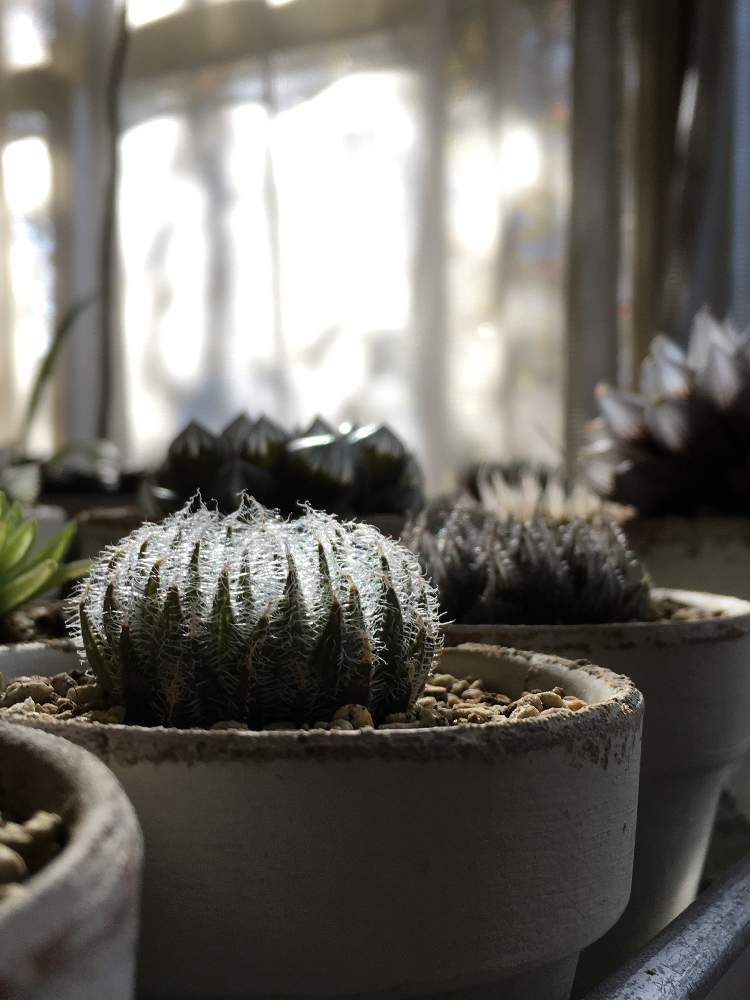 窓辺の画像 by kotomouさん | 窓辺とハオルチアとハオルチア属・ハオルシア属とアラネアと多肉植物と窓辺の植物たちとハオルチア属とチームブラックとHaworthia:ハオルチア/ハオルシアと植中毒とハオルシア属 と多肉女子と多肉植物とサボテンとタニラーと珍奇植物とビザールプランツ