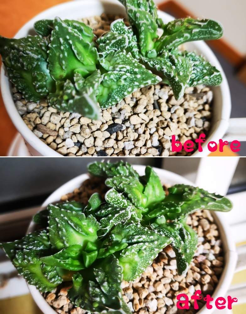 窓辺の画像 by ユウさん | 窓辺とフォーカリア交配種と多肉植物と多肉初心者と多肉男子