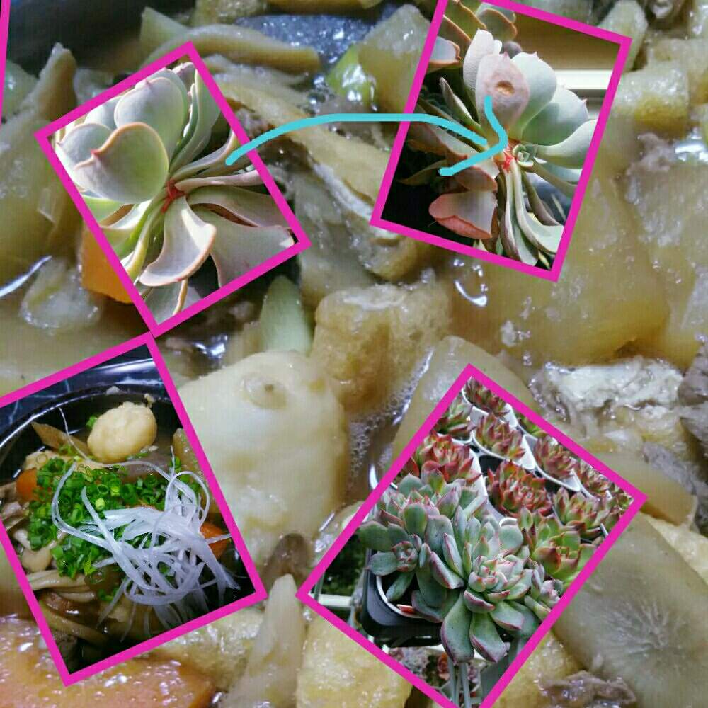 部屋の画像 by nanaさん | 部屋と七福神とモロタとひとてま込めてと多肉中毒と多肉植物とHTCと多肉大好きとベランダ多肉と癒しと多肉植物のある暮らしと植中毒と今日の一枚とエケベリア属と多肉女子とかわいいな♡と葉ざしっこ