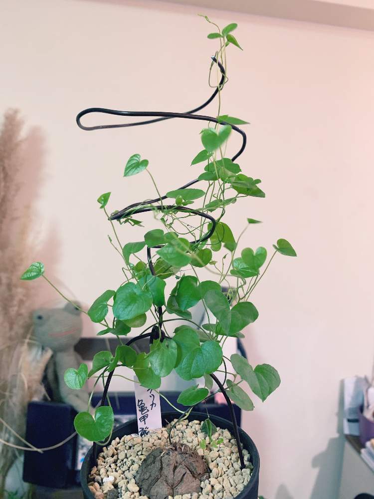部屋の画像 by nyonさん | 部屋と塊根植物のある暮らしとアフリカ亀甲龍と癒しの植物と和のテイストと癒しの空間と冬型塊根植物と塊根植物と花のある暮らし