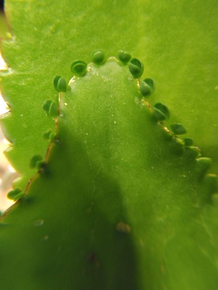 部屋の画像 by MANDARA△IDさん | 部屋とマザーリーフの子と*Growth records**成長記録**と*Succulent plant**多肉植物**