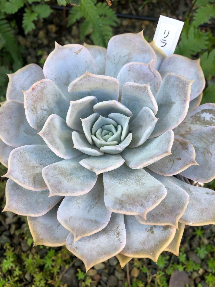 小さな庭の画像 by クレイジーサマー さん | 小さな庭とリラシナとエケベリア属と多肉植物とサボテンとEcheveriaとフリル・コブ以外のエケベリア