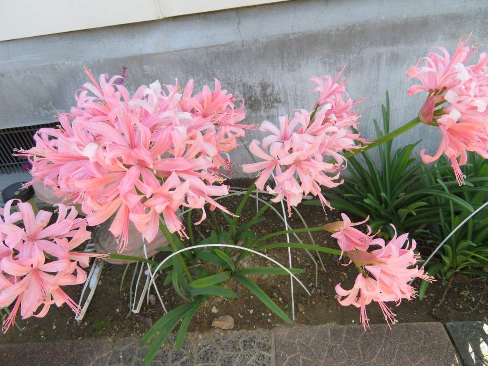 小さな庭の画像 by ゆーちゃんさん | 小さな庭とリコリスとお庭の植物と花のある暮らしと千葉県