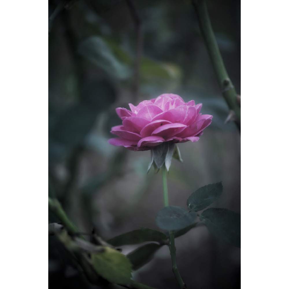 の画像 by neso さん | バラと薔薇とハイディクルムローズとばら バラ 薔薇と与野公園と水曜ローズショーとローカルカメラマンかな?!(笑)とFoveonと埼玉県さいたま市