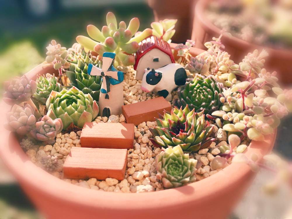 棚の画像 by miki♡︎さん | 棚と多肉植物とHTCとキュンキュン乙女倶楽部と寒くなってきた⭐とお気に入り♡と多肉植物寄せ植えと全国オヤジ連合会とかわいいな♡と多肉の箱庭と繋がりに感謝✨