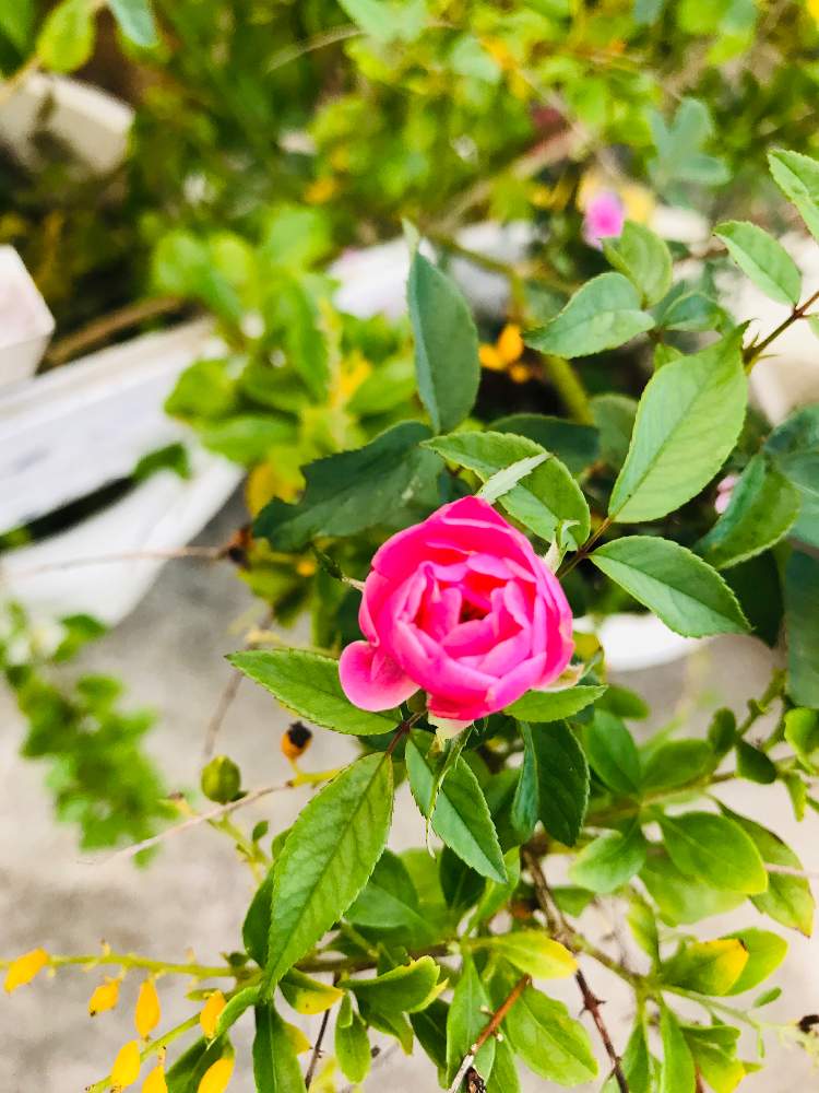 アプローチの画像 by bu--bu--chanさん | アプローチと庚申薔薇と自宅にてとokinawaと沖縄とオキナワと我が家と花のある暮らしとお庭と薔薇♪とおきなわ