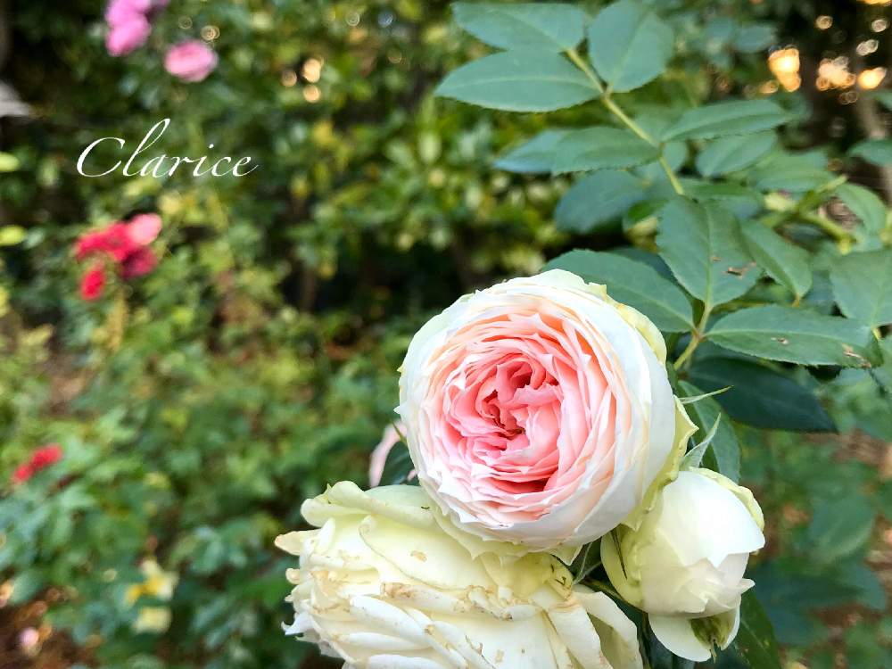 お出かけ先の画像 by nyacoさん | お出かけ先とバラ クラリスと秋バラとクラリス バラとバラと暮らすと薔薇愛同盟とタンタウと谷津バラ園とバラが好きと花のある暮らしとかわいいと薔薇♪と新品種とバラ・ミニバラとロザリアンとバラを楽しむと水曜ローズショーとバラ✻クラリス