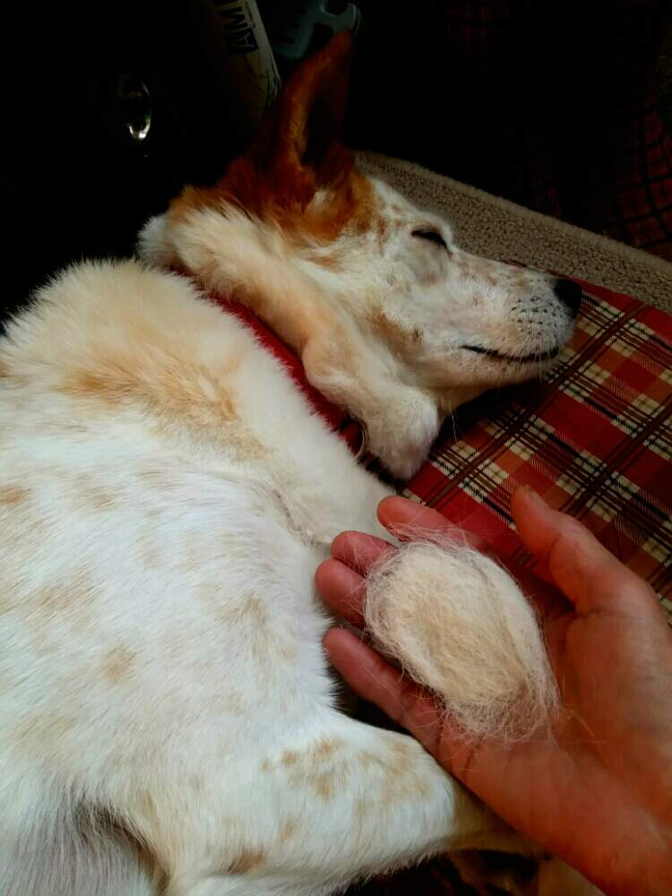 玄関の画像 by まるしげさん | 玄関と北海道と我が家と札幌と犬、いぬ、dog