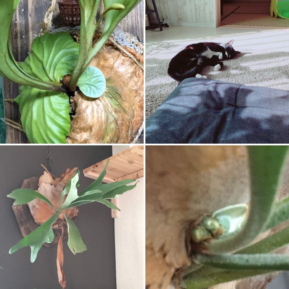 インテリアの画像 by きょうすけさん | インテリアと コウモリラン と観葉植物と植物のある暮らしとビカクシダ・リドレイとグリーンのある暮らしとわが家の観葉植物❢と植中毒とねこ愛が止まらないとリビングとジャングル化計画と珍奇植物とビカクシダ属とインテリアグリーンと植物に癒されて