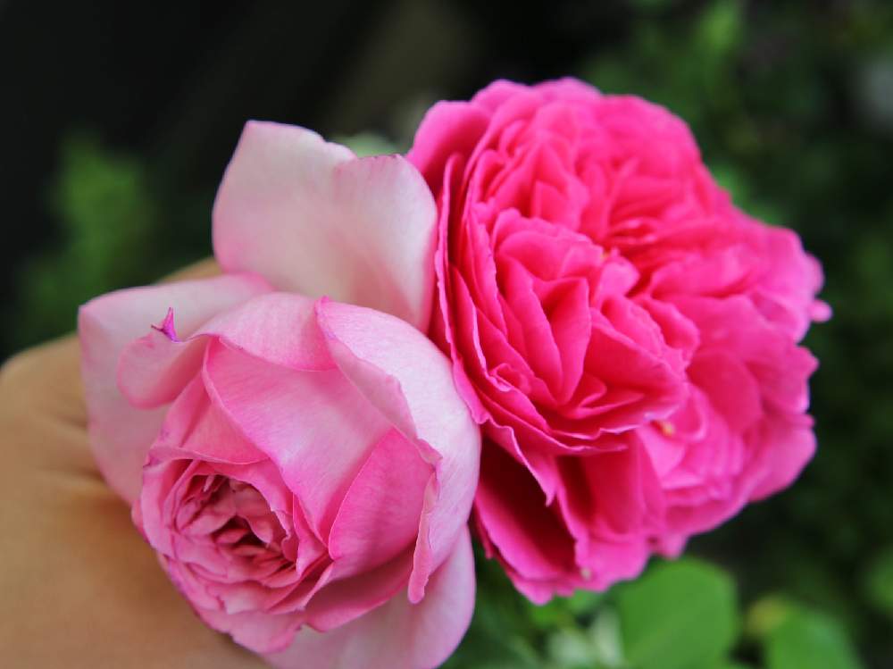 バルコニー/ベランダの画像 by miniaさん | バルコニー/ベランダとネオシャローチェリー 薔薇と強香と薔薇に魅せられてとお気に入り♡と今井ナーセリーとバラ・切り花品種とGS映えと今日の一枚と大人色といい香りと花のある暮らしと薔薇♪とバラ 四季咲きとバラ・ミニバラとバラを楽しむとイヴ系