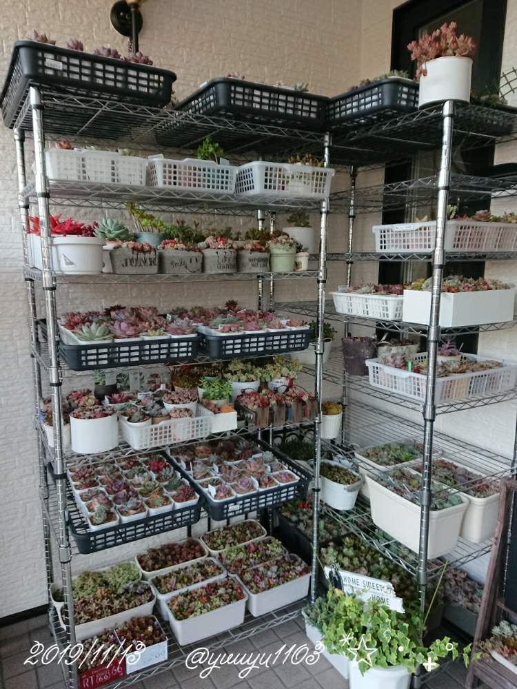 玄関の画像 by ゆうゆさん | 玄関と多肉植物と寄せ植えと今日の一枚と北の大地からとゆうゆとお一人様と癒やしの時間とナチュラルスタイルとガーデニングと花のある暮らしとかわいいな♡と北海道と多肉寄せ植えとsucculent