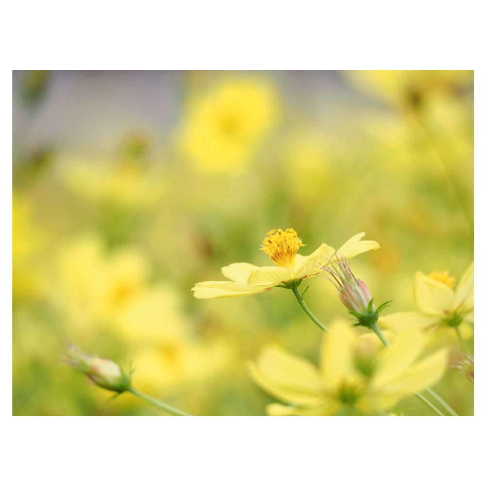 お出かけ先の画像 by Tenさん | お出かけ先とコスモスと植物のある暮らしとファインダー越しの私の世界と花の丘とコスモスフェスタ2019と万博記念公園とアートなTen写とコスモスフェスタとボタニカルスポット2019秋