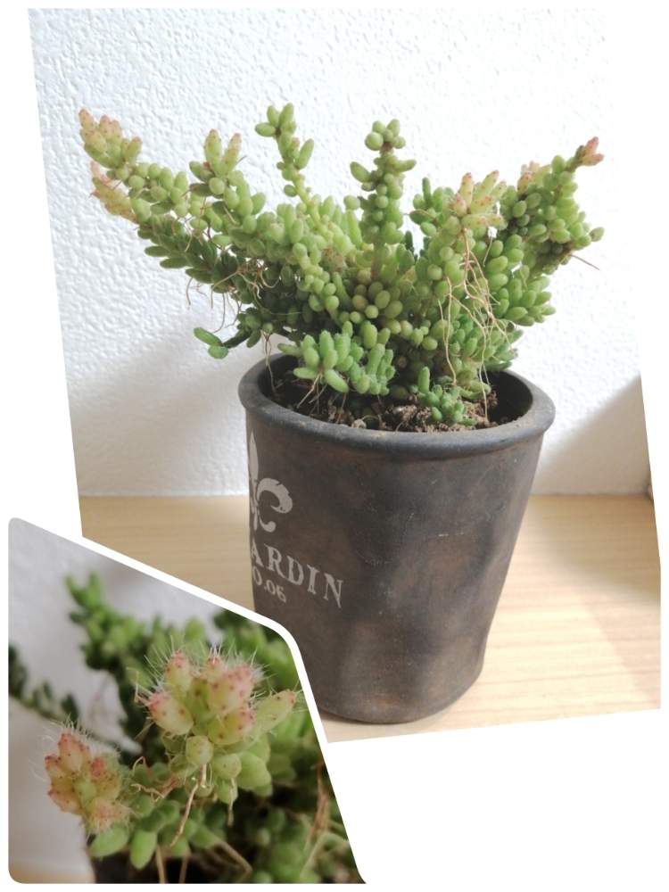 部屋の画像 by ねろりさん | 部屋とメセンブリアンテモイデスと多肉植物と多肉ちゃんと植中毒と多肉主婦と多肉女子とタニラーと多肉初心者