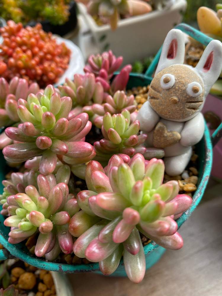 の画像 by ピエールさん | 多肉植物と多肉初心者です。とオーロラ☆と紅葉する多肉とピンク大好きとオーロラ紅葉とかわいい多肉ちゃん