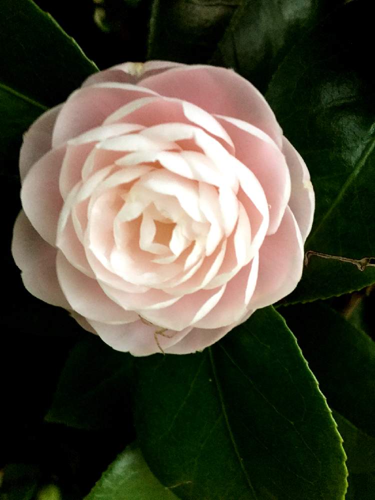 お出かけ先の画像 by 長靴おばさんさん | お出かけ先と山茶花と花のある暮らし