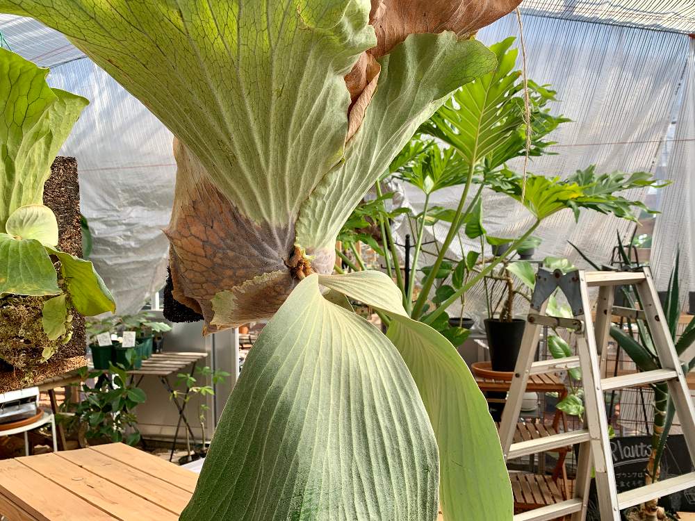 インテリアの画像 by Flower Villageさん | インテリアと着生植物とボタニカルと コウモリラン とボタニカルライフとイベントと ビカクシダと鷺沼とビカクシダ エレマリアとフラワービレッジとシダ植物と珍奇植物とflowervillageと葉っぱアートとベランダーとbotanical market鷺沼とワークショップ とビザールプランツとファーマーズマーケット