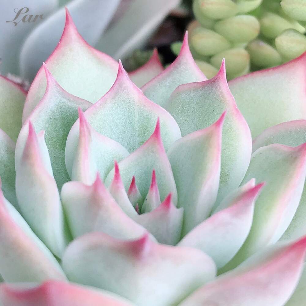 バルコニー/ベランダの画像 by ラルさん | バルコニー/ベランダとピンクチップスと多肉植物と寄せ植えと植中毒と紅葉(こうよう)とエケベリア女子と多肉女子とタニラーとガーデニング