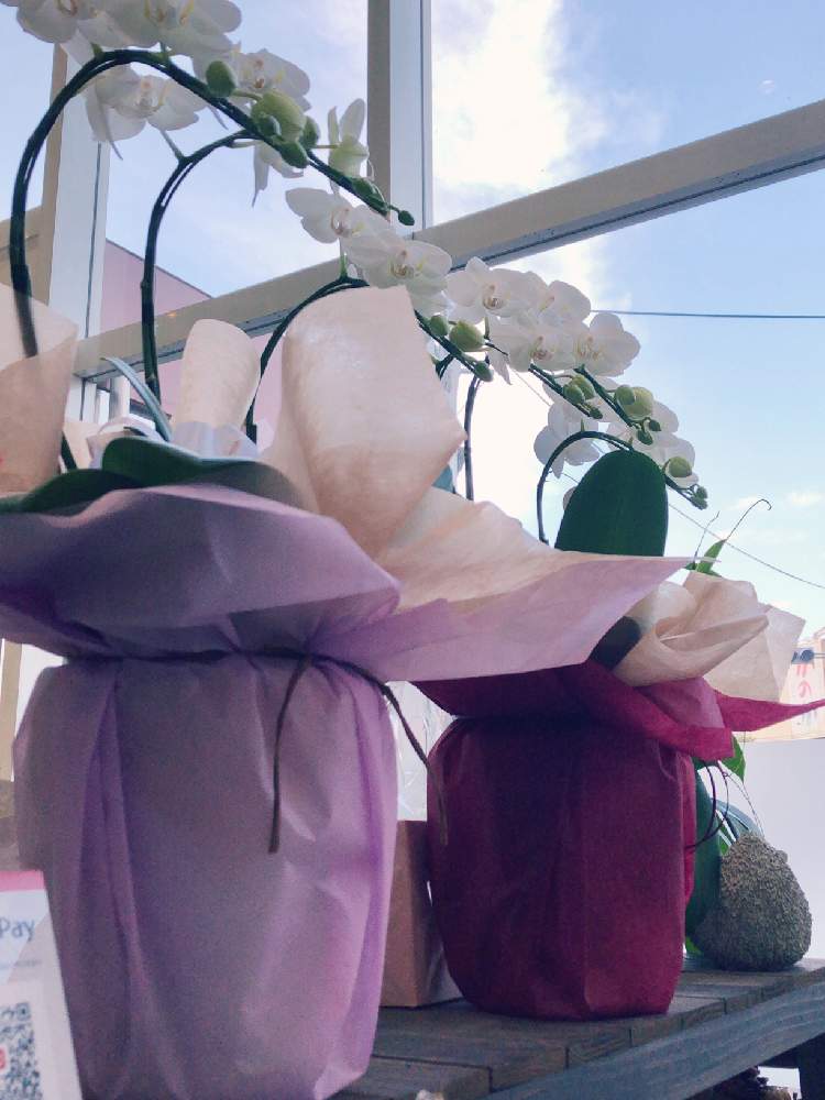 の画像 by えりりんさん | ファレノプシスと植物オタクと癒しと植中毒と鉢花と洋ランと蘭が好きとらんと花屋と花は癒やし♡とチーム福岡とやっぱり花が好き♡
