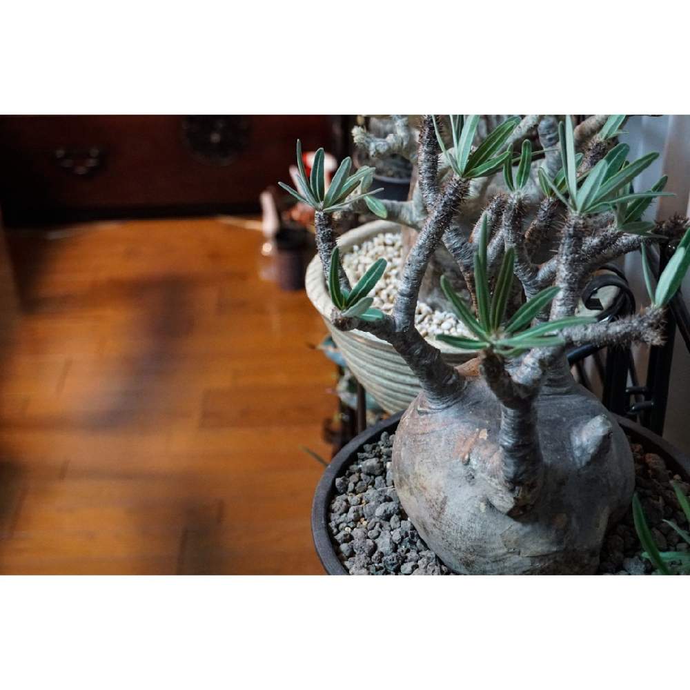 の画像 by ラブーン(⊙ꇴ⊙)さん | 塊根植物とCaudexとpachypodium graciliusとPachypodium